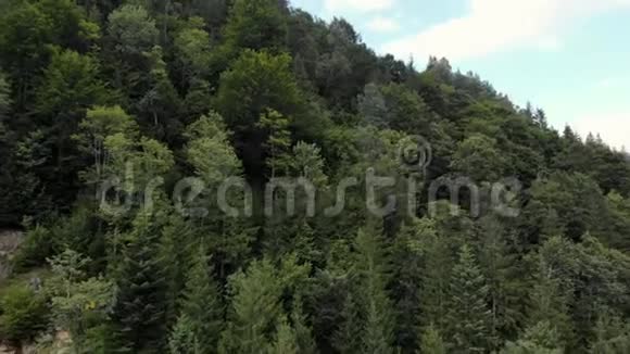 山林中的针叶林背景是蓝天视频的预览图