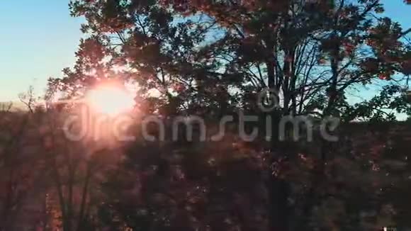 无人驾驶飞机穿过黄秋树的枝条打开了群山山谷和蓝色的视野视频的预览图