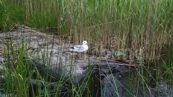 大岩石上的一只海鸥周围是绿色的湖草视频的预览图