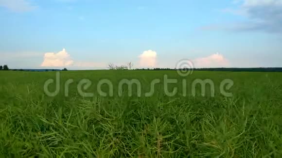 油菜的绿叶农业现场有开花的油菜植物在田间有阳光视频的预览图