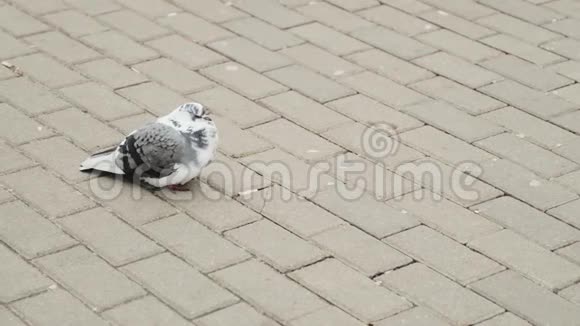 阴天时一只鸽子在城市的灰色砖步道上视频的预览图