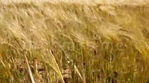 金黄色小麦作物在农田中迎风摇曳视频的预览图