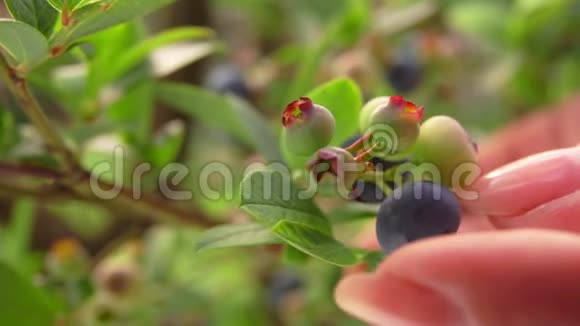 雌性手从绿色灌木丛中采摘成熟的蓝莓视频的预览图