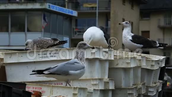 在法国诺曼底的卡尔瓦多斯马尔库勒斯市市区的海鸥视频的预览图
