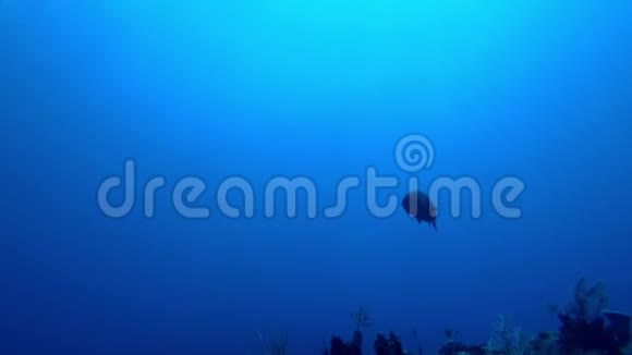 伯利兹圣佩德罗埃斯梅拉达大型石斑鱼和潜水者游泳视频的预览图