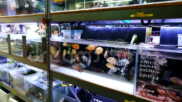 香港的一家水族馆商店视频的预览图