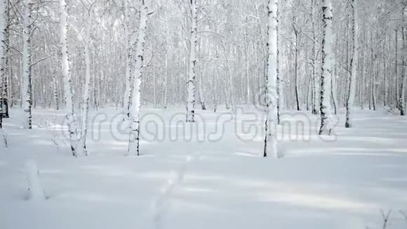 观冬天白雪皑皑的白桦林视频的预览图