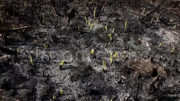 绿叶刷子和草在火后生长视频的预览图