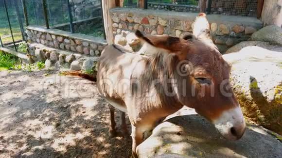 驴的脸特写镜头驴背后石墙咀嚼野生动物动物宠物驴子森林视频的预览图