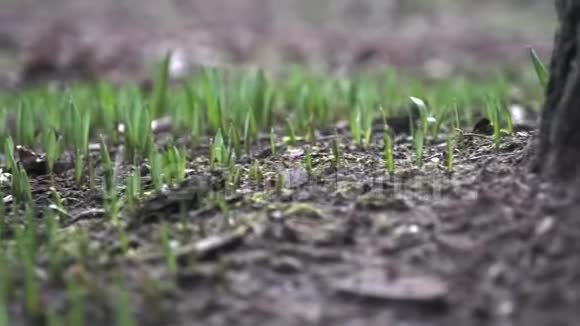 唤醒自然草坪上绿草的初梢春天大地发出的芽视频的预览图