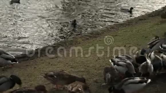 春天鸭子在城市公园里觅食草地上的鸭子视频的预览图