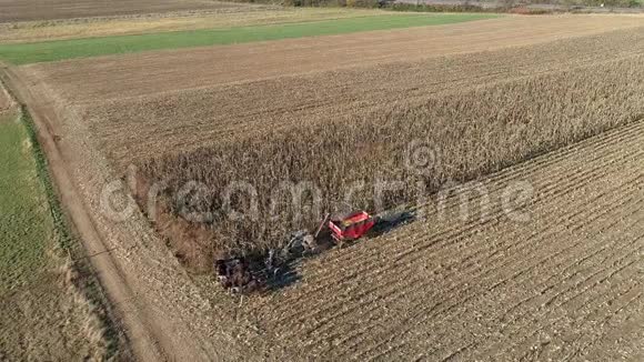 一位五匹马拉动收割机收割秋玉米的阿米什农民的鸟瞰图视频的预览图