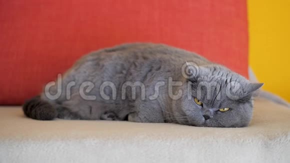 灰色英国短毛猫躺在沙发上环顾四周懒猫想睡觉视频的预览图