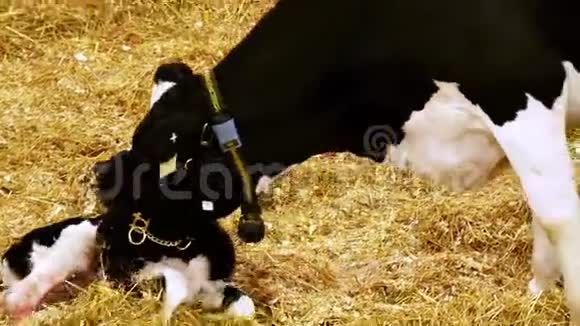 新生儿小牛和奶牛荷斯坦的妈妈鼓励新宝宝站起来但妈妈耐心地躺下视频的预览图