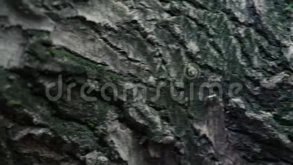 老栗树树皮的纹理接近树皮上有很深的裂缝视频的预览图