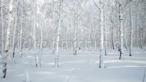 晴天降雪后冬季白桦林全景视频的预览图