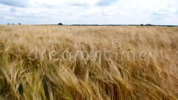 合上金黄熟透的大麦穗大麦场视频的预览图