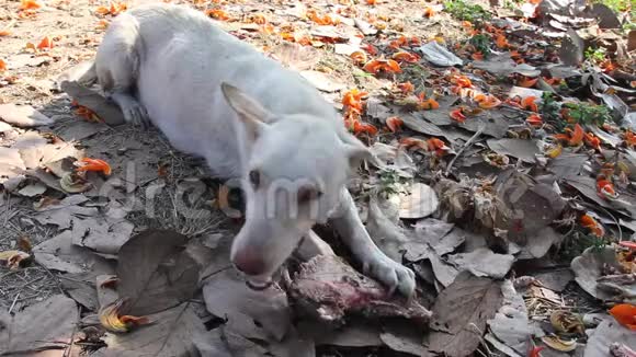无家可归的母亲白狗在地上吃一根骨头上面有干燥的叶子和一朵从树上掉下来的单瓣花动物视频的预览图
