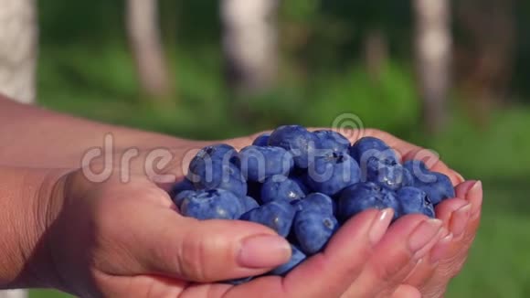 大的美丽的蓝莓在雌性手掌视频的预览图