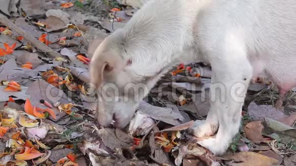 无家可归的母亲白狗在地上吃一根骨头上面有干燥的叶子和一朵从树上掉下来的单瓣花视频的预览图