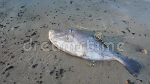 沙海海岸死鱼视频的预览图