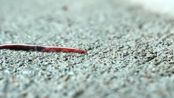 人行道上的蚯蚓在特写剪辑雨后蠕虫在潮湿的混凝土上爬行爬行滑动和滑行视频的预览图