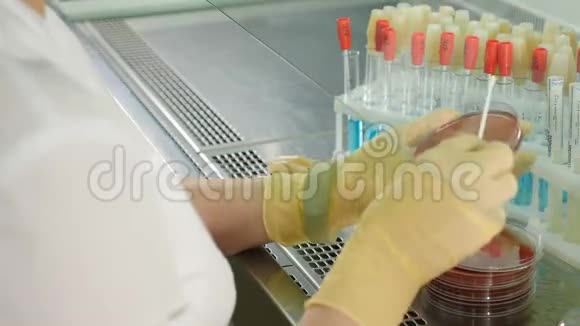 实验实验室专家检查培养皿中的转基因生物人类分析和科学概念视频的预览图