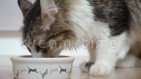 美丽的毛茸茸的猫吃从一个白色的碗与一个模式的弹跳小猫特写视频的预览图