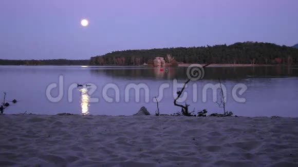 浪漫的满月之夜在湖边平静的水位与月光鸭子在湖上游泳视频的预览图