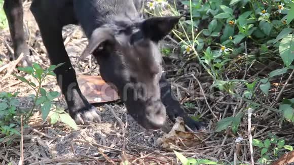 无家可归的黑狗在森林里吃地上的骨头动物户外背景A视频的预览图