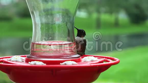 雄性RubyThroatedHummingbirdArchilochuscolubris在雨中栖息和饮用鸟类喂食器视频的预览图