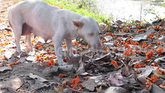 无家可归的母亲白狗在地上吃一根骨头上面有干燥的叶子和一朵从树上掉下来的单瓣花视频的预览图