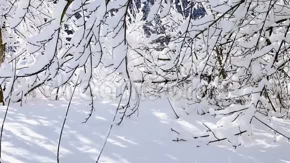 冬天从树枝上飘落的白雪视频的预览图