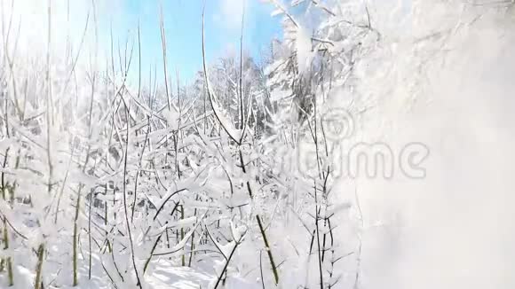 冬天从树枝上飘落的白雪视频的预览图