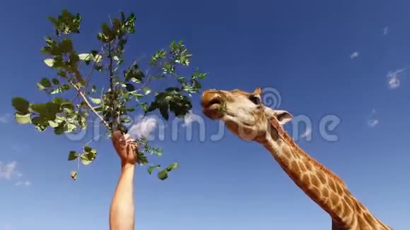 把树叶喂给圈养的长颈鹿视频的预览图