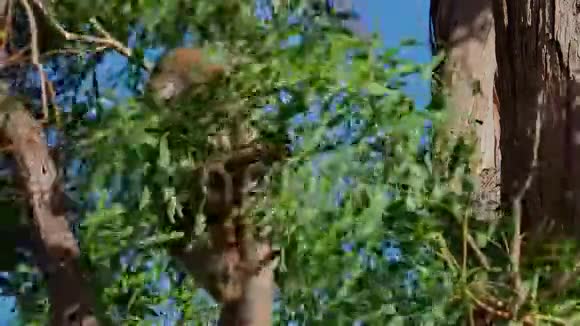 考拉在澳大利亚的树上有一只小羚羊爬着吃着面对面地看着在大风中移动视频的预览图
