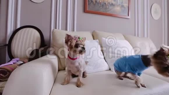 两只漂亮的小狗坐在沙发上看着远处其中一个穿着狗服视频的预览图