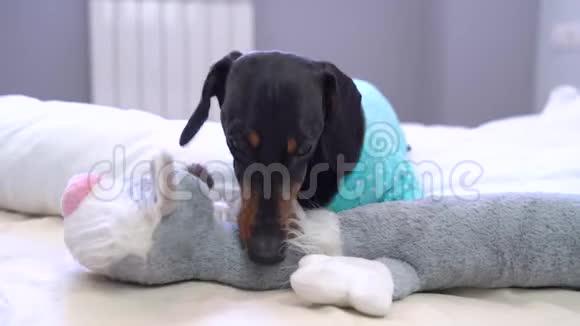 黑褐色的大猎犬躺在床上玩他的玩具猫看着相机吠叫继续啃玩具视频的预览图