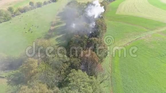 从空中可以看到一台老式的蒸汽机它通过树木吹烟和蒸汽穿过树木视频的预览图