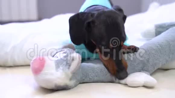 一只黑褐色的大猎犬躺在床上和她的玩具猫玩耍静静地看着镜头视频的预览图