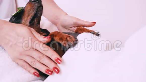 专业的按摩治疗师用手指抚摸他的头狗狗黑色和棕色从面部水疗程序放松下来视频的预览图