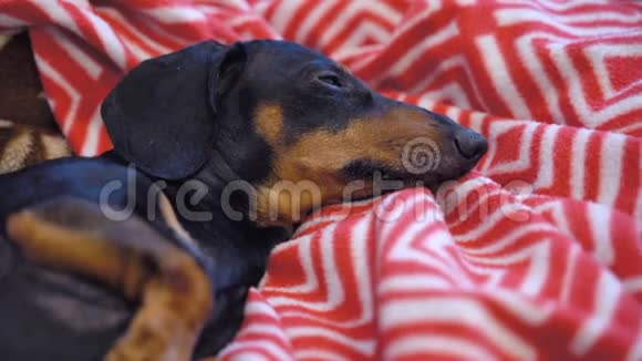 一只黑色和棕色的可爱的达克斯猎犬的肖像睡在一条红色的毯子上放松下来视频的预览图