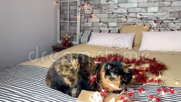 美丽的深色家猫躺在一张大床上嗅着圣诞礼物和礼物节日装饰和闪烁的灯光视频的预览图