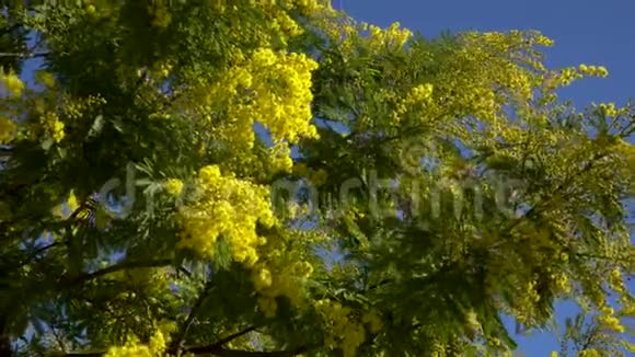黄色花朵和蓝色天空的含羞草树视频的预览图