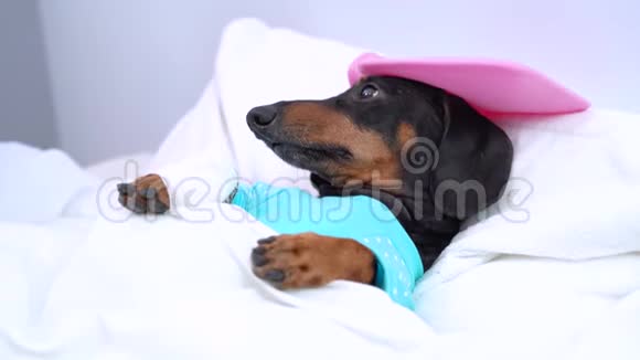 照顾一只病狗躺在床上就像人类的脸一样视频的预览图