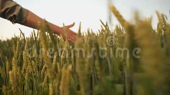 女人的手摸着麦穗视频的预览图