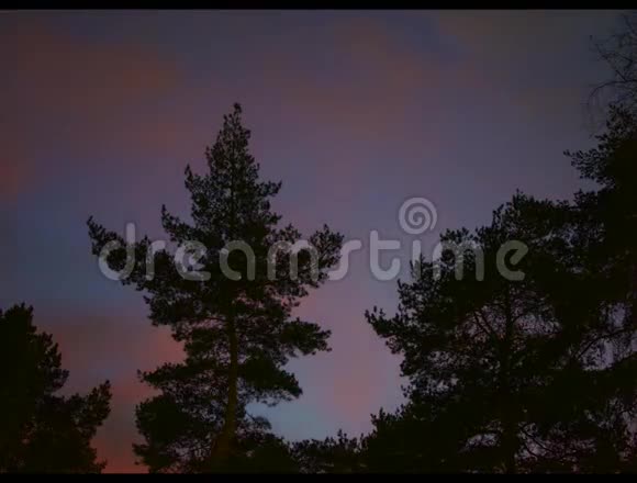 日落粉红色云层背景上的树木超脱视频的预览图