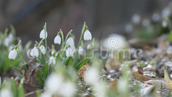 春暖花开的雪花和水滴预示着春天的到来视频的预览图