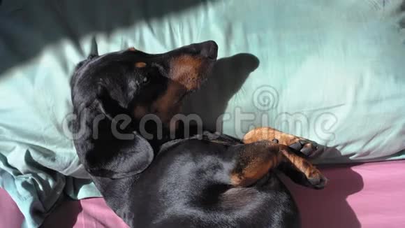 黑褐色的大猎犬躺在床上的枕头上沐浴在温暖的早晨阳光中视频的预览图