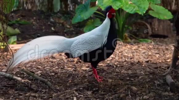 一只雄性银色野鸡的特写镜头亚洲的热带鸟类视频的预览图